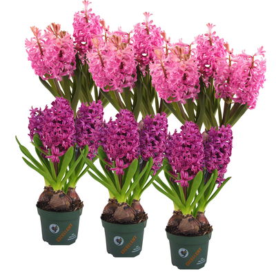 Hyazinthe rosa & lila, vorgetrieben, Topf-Ø 12 cm, 6 Pflanzen