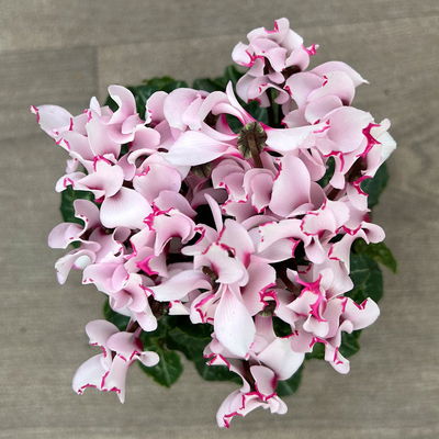 Alpenveilchen 'Exclusive® Victoria' weiss/rosa, Topf-Ø 10,5 cm, 4 Pflanzen