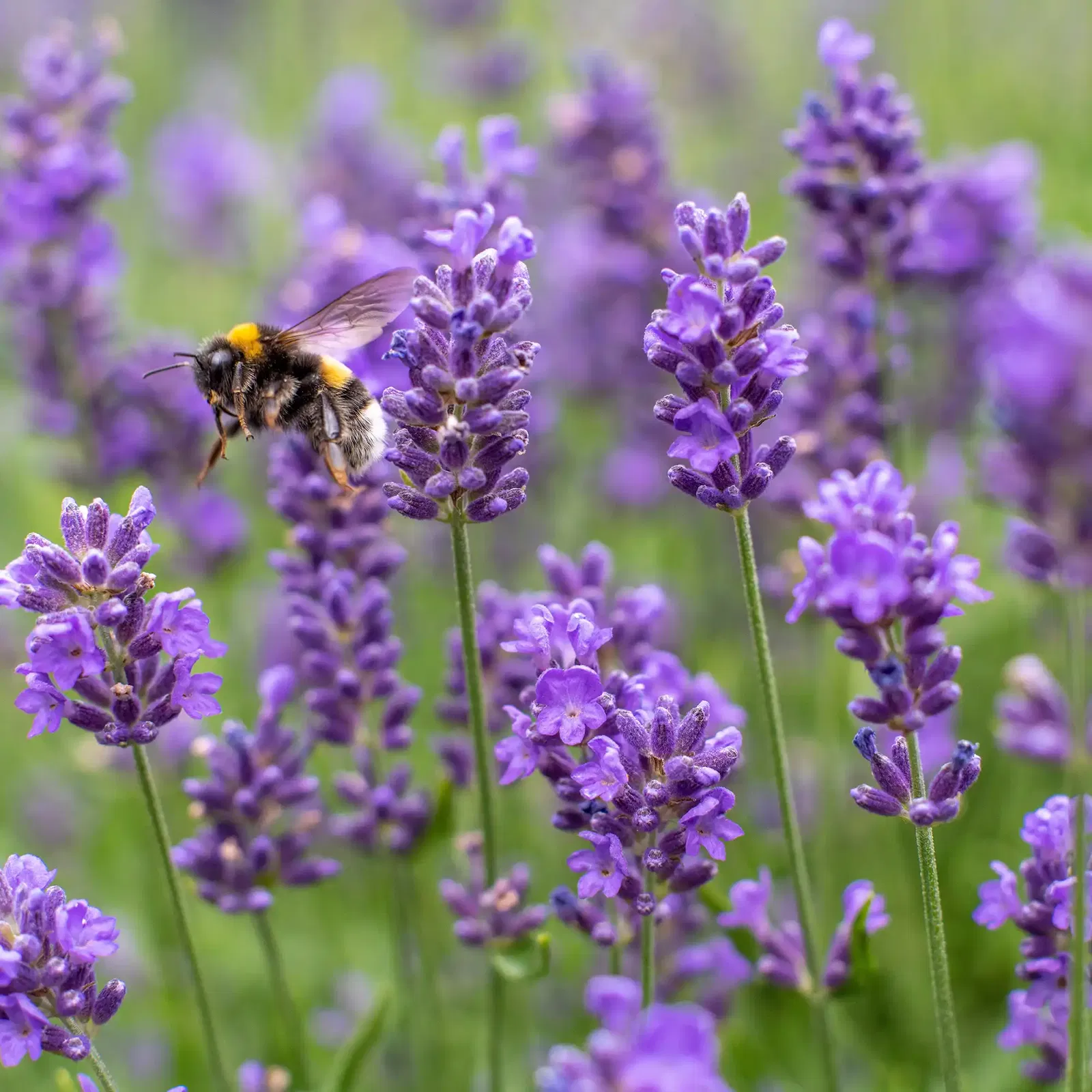 Lavendel
