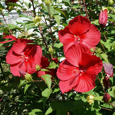 Staudenhibiskus 'My Valentine' rot, Topf 5 Liter