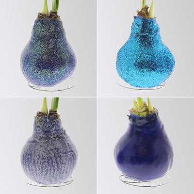 Amaryllis in Wachs, Dekor ' Create Blue', Farbe zufällig, Blüte rot, 2 Pflanzen