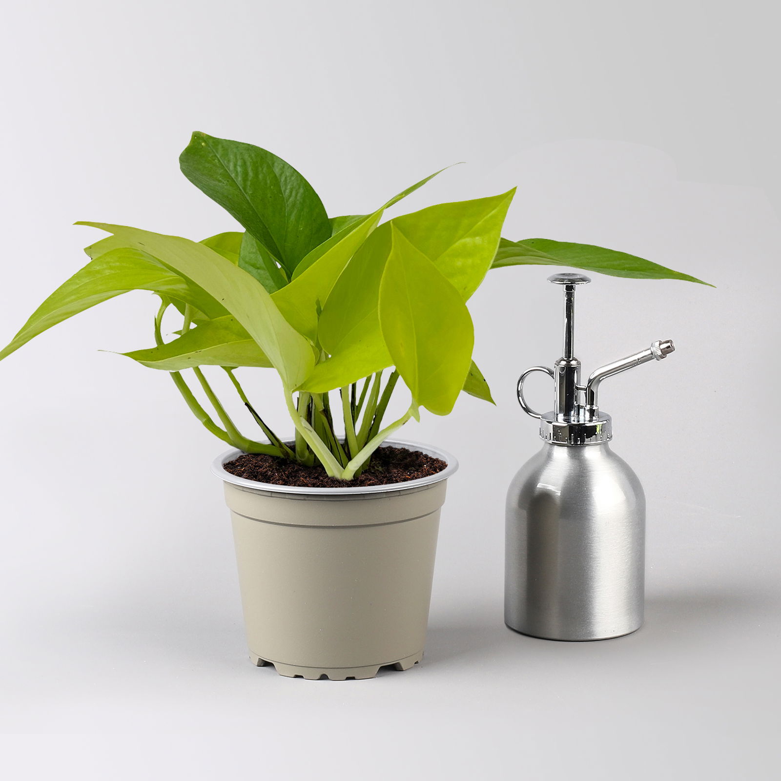 Efeutute 'Lime', gelbgrün, Topf-Ø 12 cm, 3 Pflanzen