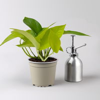 Efeutute 'Lime', gelbgrün, Topf-Ø 12 cm, 3 Pflanzen