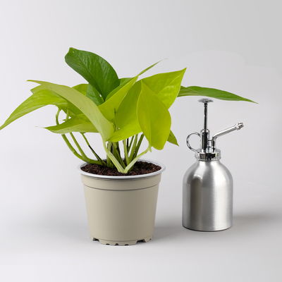 Efeutute 'Lime', gelbgrün, Topf-Ø 12 cm, 3 Pflanzen Efeutute 'Lime', gelbgrün, Topf-Ø 12 cm, 3 Pflanzen