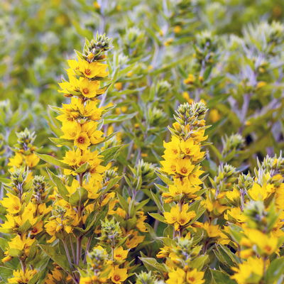 Bio Goldfelberich, gelb, Topf 11x11 cm, 3 Pflanzen