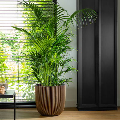 Capi Europe Pflanzgefäß 'Groove', schwarz/gold, ca. Ø 54 x H 52 cm Capi Europe Pflanzgefäß 'Groove', schwarz/gold, ca. Ø 54 x H 52 cm