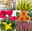 Pflanzenkreation Bunter Herbst, 12 Pflanzen inkl. 2x 10 l Erde