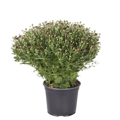 Chrysanthemen, rot, Topf-Ø 19 cm, 3 Pflanzen Chrysanthemen, rot, Topf-Ø 19 cm, 3 Pflanzen