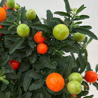 Solanum pseudocapsicum, Topf-Ø 12 cm, Höhe ca. 25 cm, 6er-Set