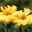Pflanzenkreation Trockenkünstler weiß-gelb, groß, 8 Pflanzen inkl. Erde & Dünger