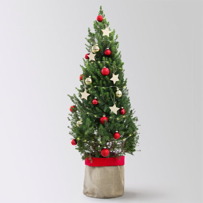 Weihnachtsbäumchen inkl. Deko, rot-gold, Höhe 120 cm, Topf-Ø 26 cm Weihnachtsbäumchen inkl. Deko, rot-gold, Höhe 120 cm, Topf-Ø 26 cm