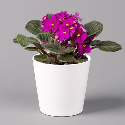 Usambaraveilchen in Keramiktopf Dallas weiß, rot, Topf-Ø 12 cm, 3er-Set