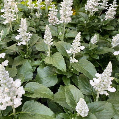 Pflanzenkreation 'Insektenbuffet', bunt, 6 Pflanzen inkl. Erde und Dünger