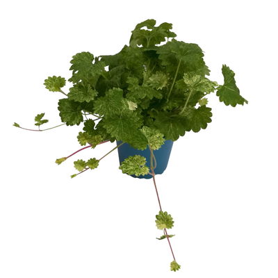 Gundermann 'Dappled Light', grün-gelb, Topf-Ø 12 cm, 6 Pflanzen