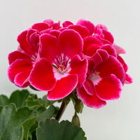 Geranie rot mit hellem Auge, stehend, Topf-Ø 13 cm, 6 Stück