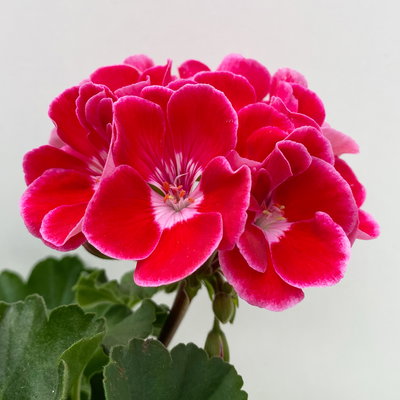 Geranie rot mit hellem Auge, stehend, Topf-Ø 13 cm, 6 Stück