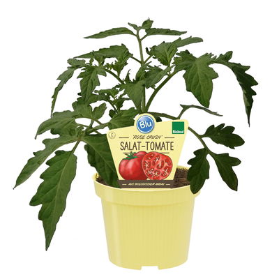 Blu Bio Salat-Tomatenpflanze 'Rose Crush F1', Topf-Ø 12 cm, 6er-Set