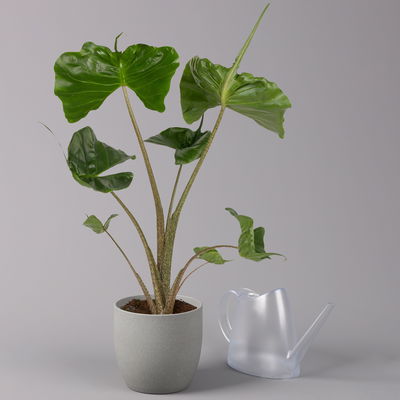 Alocasia 'Stingray', Topf-Ø 17 cm, Höhe ca. 60 cm, 2 Pflanzen Alocasia 'Stingray', Topf-Ø 17 cm, Höhe ca. 60 cm, 2 Pflanzen