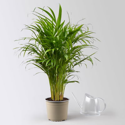 Goldfruchtpalme, Topf-Ø 19 cm, Höhe ca. 80 cm Goldfruchtpalme, Topf-Ø 19 cm, Höhe ca. 80 cm