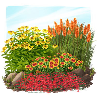 Stauden-Set, 12 Pflanzen für 2 m², gelb-rot Stauden-Set, 12 Pflanzen für 2 m², gelb-rot