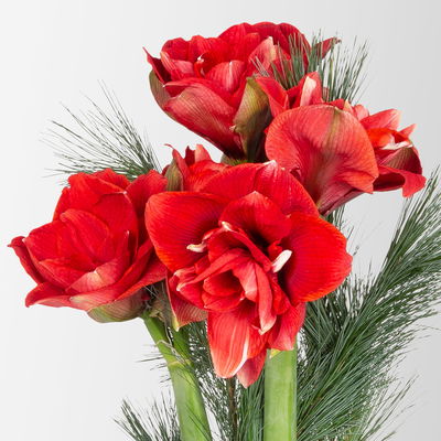 Schnittblumen-Mix aus 3 rot gefüllten Amaryllis & 3 Seidenkiefer Schnittblumen-Mix aus 3 rot gefüllten Amaryllis & 3 Seidenkiefer