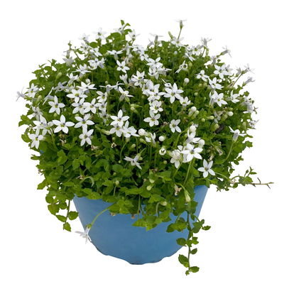 Bio Isotoma fluviatilis, weiß, Topf-Ø 12 cm, 3 Pflanzen
