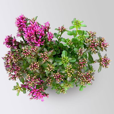 Fetthenne 'Fuldaglut', dunkelrot, 9x9 cm Topf Fetthenne 'Fuldaglut', dunkelrot, 9x9 cm Topf