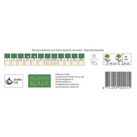 Kölles Beste Ranunkeln Mischung, 10 Blumenzwiebeln