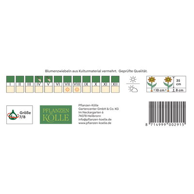 Kölles Beste Ranunkeln Mischung, 10 Blumenzwiebeln