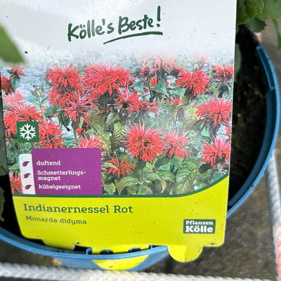 Indianernessel rot, Topf 3 Liter Indianernessel rot, Topf 3 Liter
