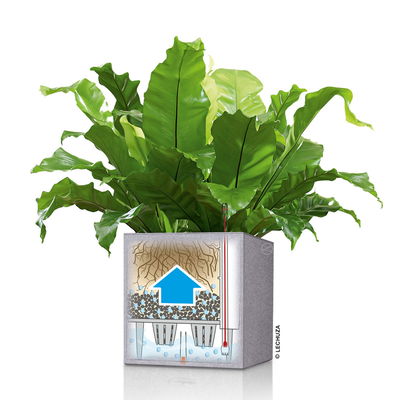 Lechuza 'Canto Stone 40 low', graphitschwarz, ca. 40 x 40 x H 40 cm