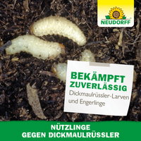 Neudorff Bestell-Set Nützlinge gegen Dickmaulrüssler, 50 Mio Stück Neudorff Bestell-Set Nützlinge gegen Dickmaulrüssler, 50 Mio Stück