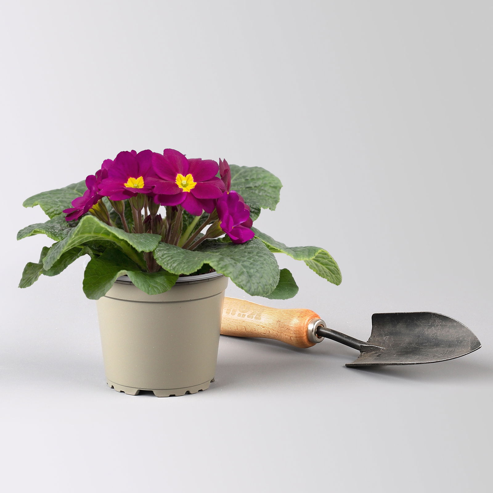 Pflanzen-Set Lila Frühlingsboten, 12 Pflanzen inkl. Erde