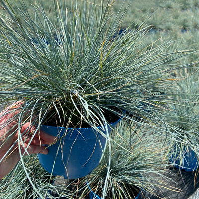 Kölles Beste Blauschwingel 'Elijah Blue', 19 cm Topf Kölles Beste Blauschwingel 'Elijah Blue', 19 cm Topf