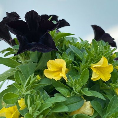 Petunie/Zauberglöckchen 'Duo' schwarz-gelb, Topf-Ø 14 cm, 4 Pflanzen