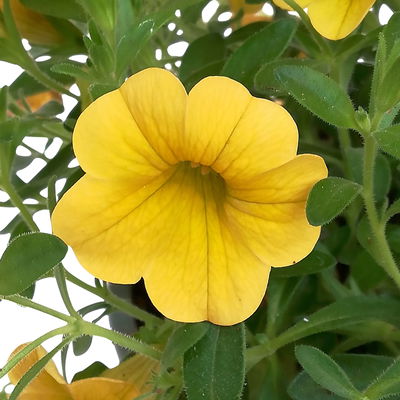 Zauberglöckchen, gelb, Topf-Ø 12 cm, 6 Pflanzen