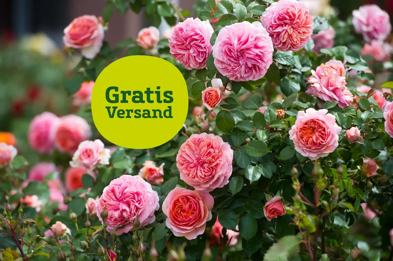 Wunderschön blühende Rosen in rosa-pink in einem Rosengarten. Hinweis: Gratis Versand auf Edel-, Beet-, Zwerg- und Bodendeckerrosen.