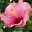 Hibiskus rosa, Stamm, Topf-Ø 19 cm, Höhe ca. 75 cm
