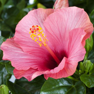 Hibiskus, rosa, Busch, Topf-Ø 17 cm, 2 Pflanzen