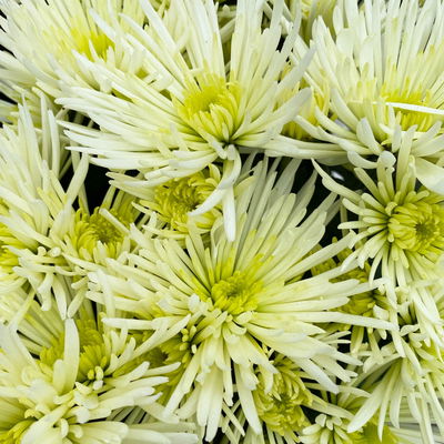 Chrysanthemen Spider Anansi™ White, spinnenblütig, Topf-Ø 14 cm, 4 Pflanzen