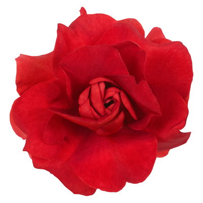 Fleißiges Lieschen, Farbe zufällig, gefüllt, Topf -Ø 12 cm, 6 Pflanzen