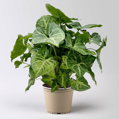 Syngonium 'Arrow', Topf-Ø 14cm, Höhe ca. 30 cm, 2 Stück Syngonium 'Arrow', Topf-Ø 14cm, Höhe ca. 30 cm, 2 Stück