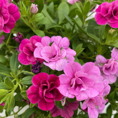 Zauberglöckchen 'Duo', Mix zufällig, Topf-Ø 14 cm, 4er-Set