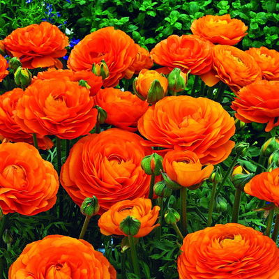 Pflanzenkreation Bunter Frühling, 9 Pflanzen inkl. Erde & Dünger