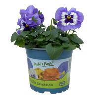 Stiefmütterchen zweifarbig Sorte nach Verfügbarkeit, Topf-Ø 12 cm, 6er-Set