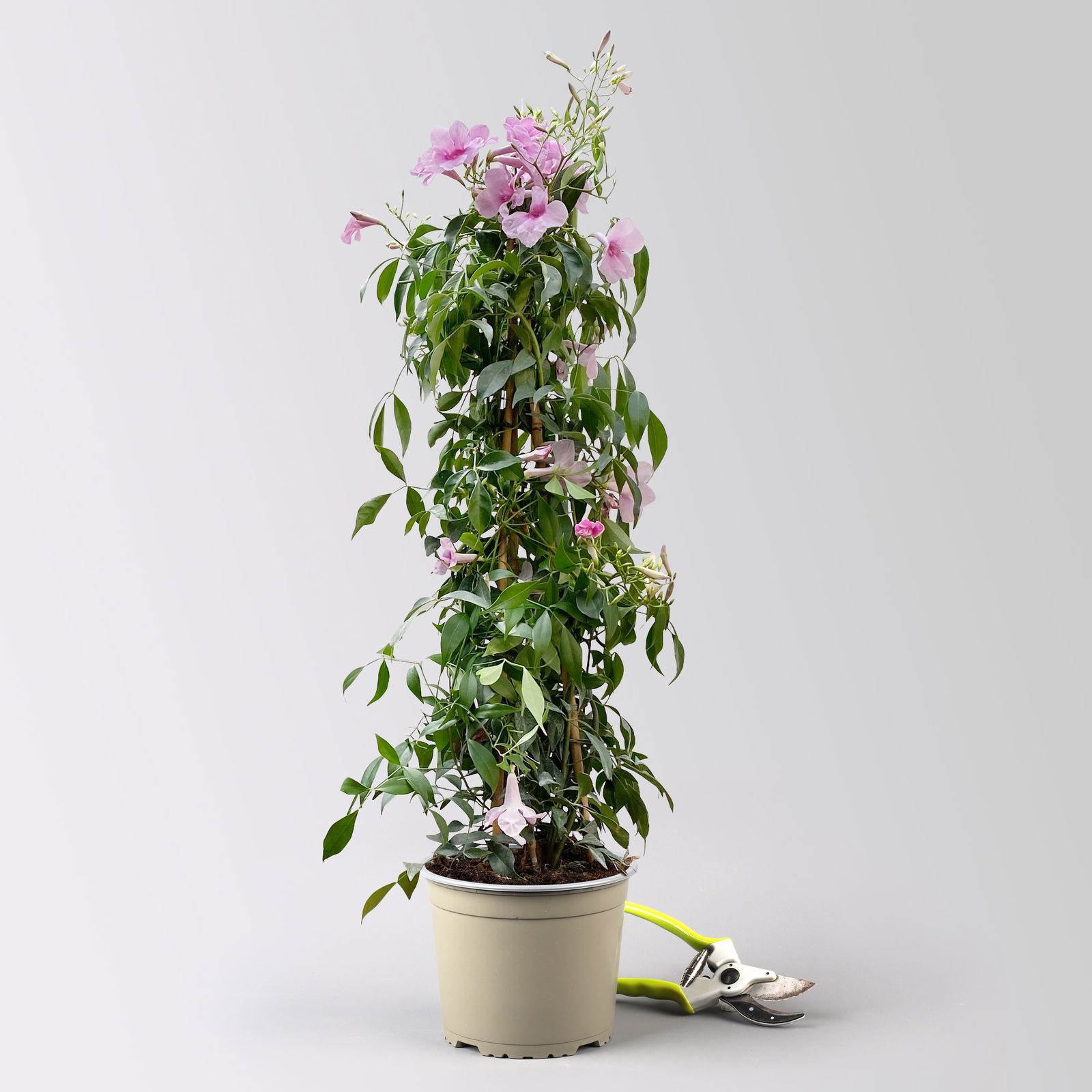 Jasmintrompete, weiß bis rosa zufällig, Pyramide, Topf-Ø 17 cm,  Höhe ca. 70 cm