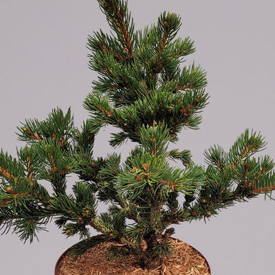 Kleine Zapfenfichte 'Lucky Strike', Höhe 25-30 cm, Topf 4 Liter, 2er-Set Kleine Zapfenfichte 'Lucky Strike', Höhe 25-30 cm, Topf 4 Liter, 2er-Set