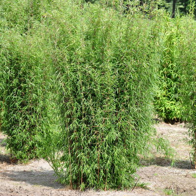 Bambus 'Dekorative Halme Rot/Schwarz', Höhe 80-100cm, Topf 7,5/10 Liter, 2 Stück Bambus 'Dekorative Halme Rot/Schwarz', Höhe 80-100cm, Topf 7,5/10 Liter, 2 Stück