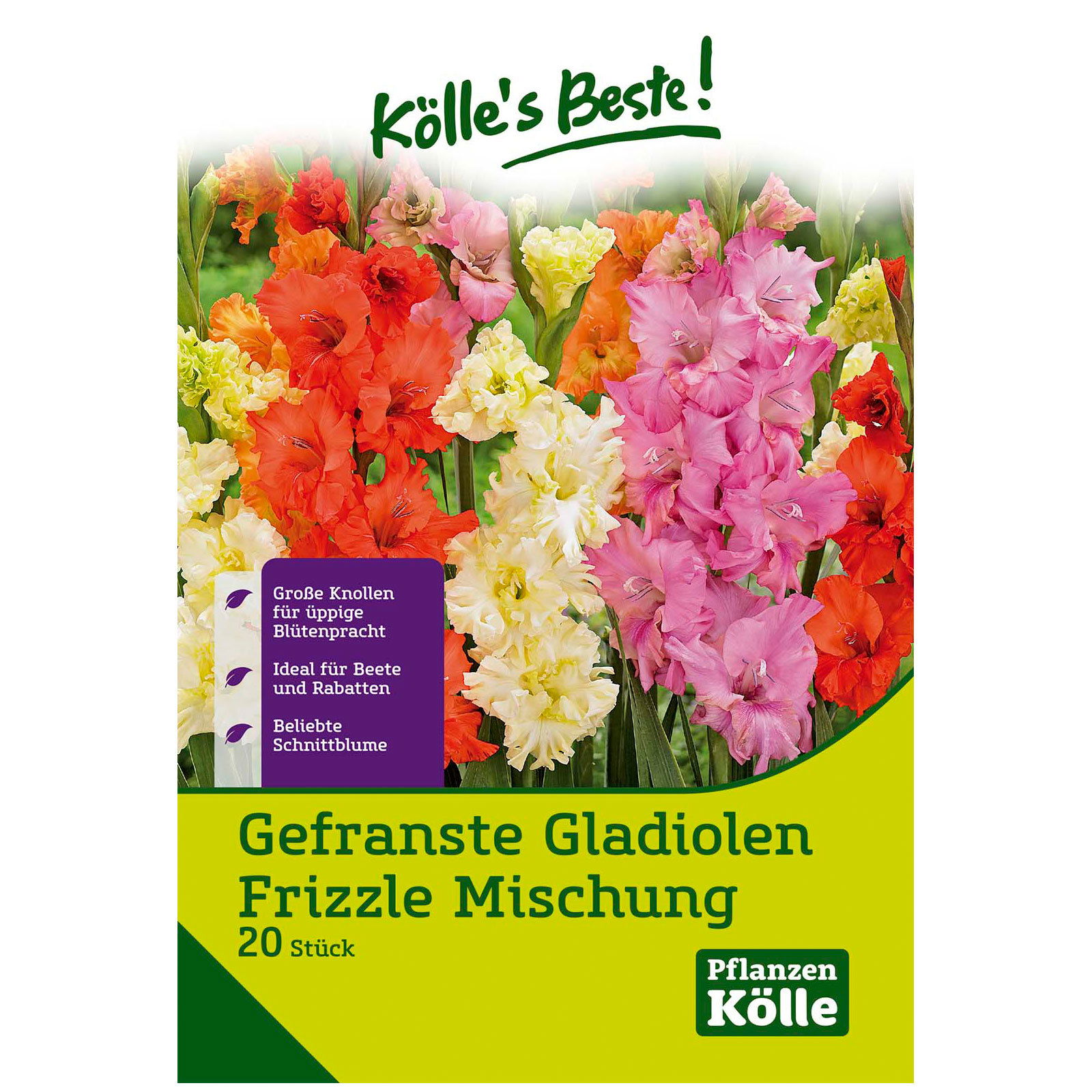 Gefranste Gladiolen Frizzle / Mischung, Größe 12/14, 20 große Blumenknollen