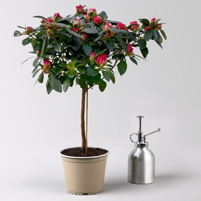 Azalee, Stamm, Farbe zufällig, Topf-Ø 13cm, Höhe ca. 45 cm, 2 Pflanzen Azalee, Stamm, Farbe zufällig, Topf-Ø 13cm, Höhe ca. 45 cm, 2 Pflanzen